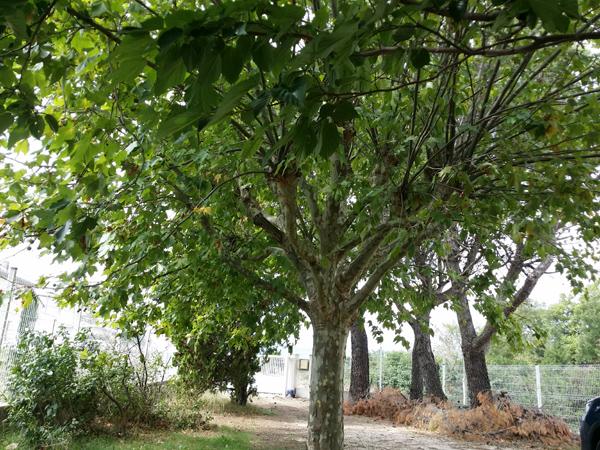 platane avant �lagage